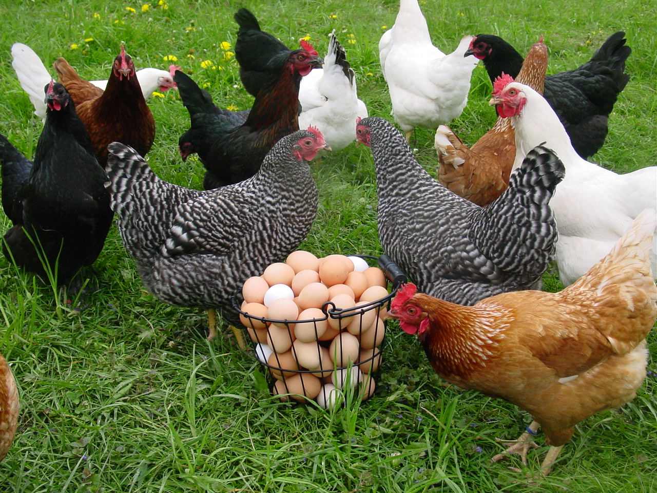 poultry-hero-new